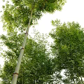 Bamboo Forest With Tall Stalks Lush Green Leaves And Various Varieties
