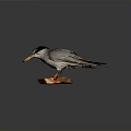 Grey White Stuffed Bird With Yellow Beak Black Head On Wooden Base Dark Background