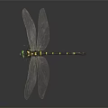 Dragonfly With Green Eyes Black Yellow Striped Body Transparent Wings On Dark Background With Reflection