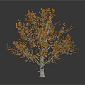 Autumn Tree With Vibrant Orange And Yellow Leaves On Light Colored Trunk