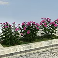 Beautiful Pink Flowers Growing In Stone Flower Bed Under Blue Sky With White Clouds