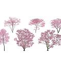 Pink Flowering Trees Featuring Various Blooming Forms And Lush Pink Blossoms