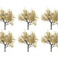 Six Deciduous Trees With Golden Yellow Autumn Foliage On White Background