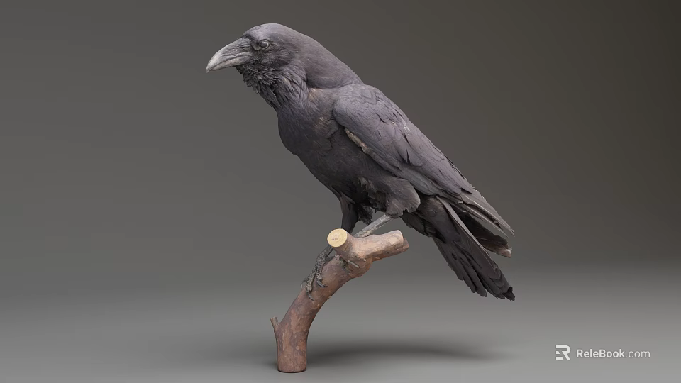 Realistic Black Raven Perched On Wooden Branch With Neutral Background 3d model 