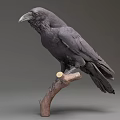 Realistic Black Raven Perched On Wooden Branch With Neutral Background