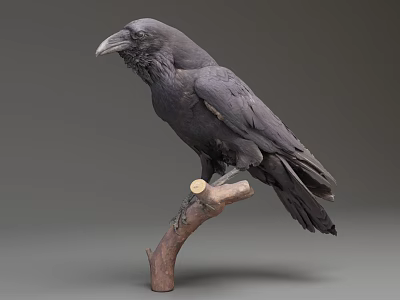 Realistic Black Raven Perched On Wooden Branch With Neutral Background 3d model
