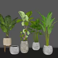 Various Potted Bonsai Plants With Different Ceramic Pots And Lush Green Leaves