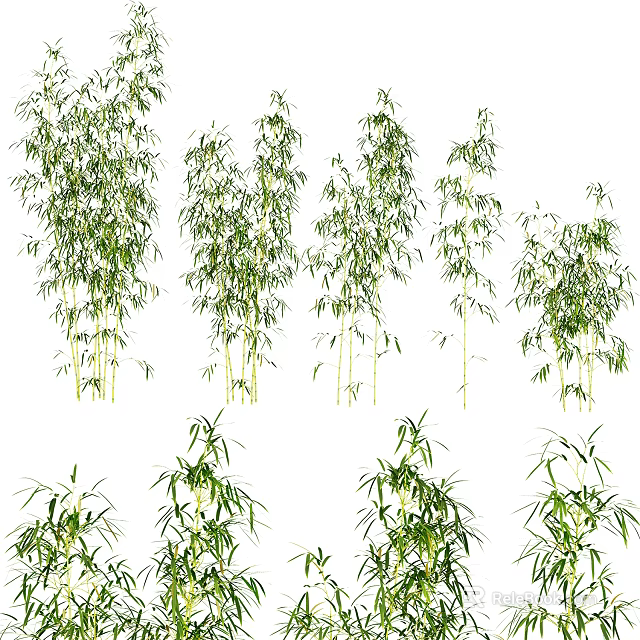 Various Bamboo Plants Displaying Lush Green Leaves And Diverse Growth Shapes 3d model 