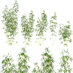 Modern Bamboo Forest 3d model