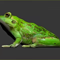 Green Frog Shiny Skin Detailed Eyes Webbed Feet on Black Glossy Surface with Reflection