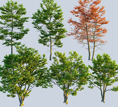 Diverse Arbor Trees With Green Red Leaves And Varied Crown Shapes 3d model