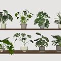 Indoor Display Of Green Potted Plants On Wooden Shelves With Various Leaf Shapes