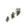 Three Bamboo Plants of Various Sizes with Green Leaves and Stems on White Background