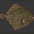 Detailed Brown Flounder Fish With Red Body Part On Gray Background