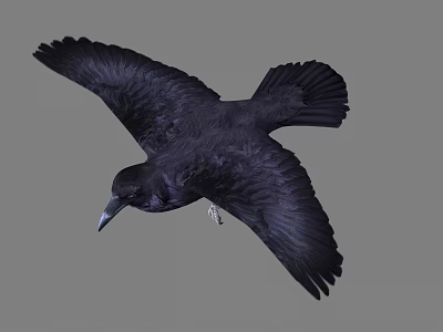 Black Crow Flying With Spread Wings And Shiny Feathers In Mid Air 3d model