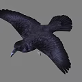 Black Crow Flying With Spread Wings And Shiny Feathers In Mid Air