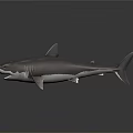 Realistic 3D Model of Shark with Open Mouth Gray Body and White Underbelly