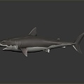 Modern shark great white shark whale cartoon whale mammal 3d model