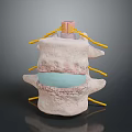 Human Spine Anatomy Model Showing Vertebrae Disc And Nerve Roots Structure 3d model