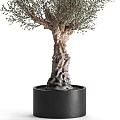 Olive Tree Bonsai Potted Plant with Thick Trunk Lush Branches and Leaves and Black Pot