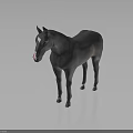Realistic Gray Horse with White Hooves and White Forehead Mark on Black Background