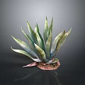 Tall Agave Plant With Green Pointed Leaves And Decorative Colored Base