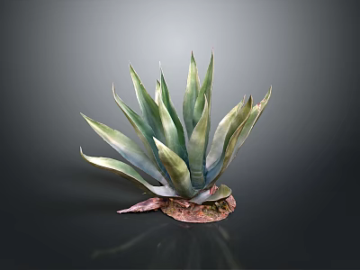 Tall Agave Plant With Green Pointed Leaves And Decorative Colored Base 3d model