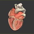 3D Heart Model Medical Device with Detailed Structure for Surgical Training and Education