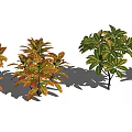Various Colorful Indoor Foliage Plants With Variegated Leaves For Home Decor