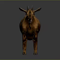 Realistic Brown Goat Standing with Horns on Gray Background with Reflection 3d model