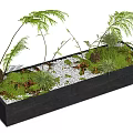 Bonsai Potted Plant in Black Rectangular Container with Green Ferns Moss Small Pebbles and Decor