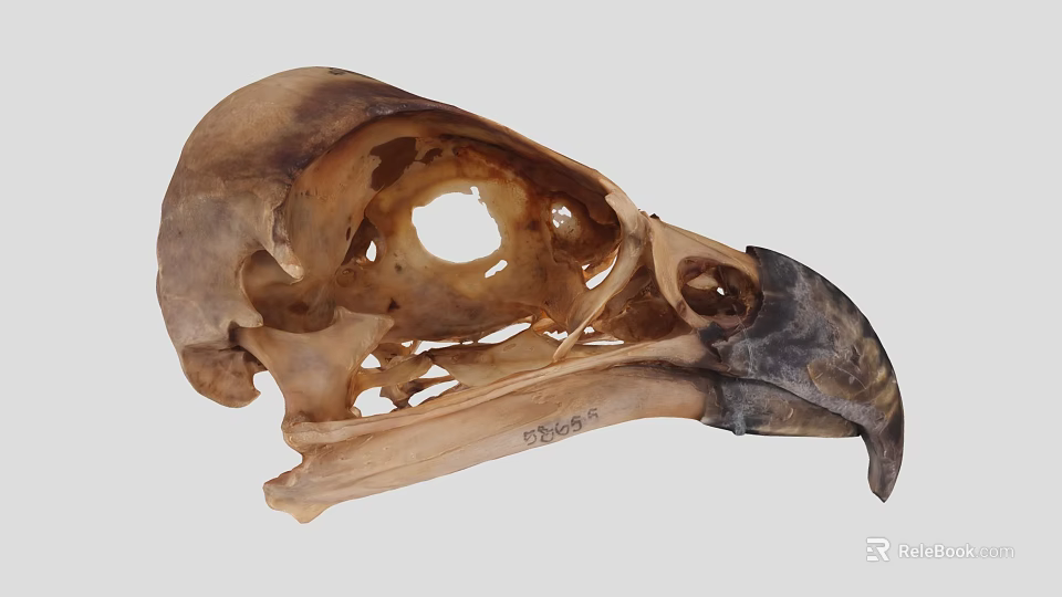 Detailed Bird Skull Skeletal Structure Featuring Beak And Cranial Details 3d model 