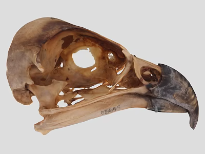 Detailed Bird Skull Skeletal Structure Featuring Beak And Cranial Details 3d model