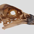 Detailed Bird Skull Skeletal Structure Featuring Beak And Cranial Details