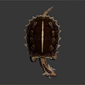 Reptile Tortoise With Unique Shell Yellow Stripes Horned Head And Sturdy Limbs