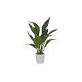 Lush Green Leaf Indoor Potted Plant In White Ceramic Pot For Home Decor