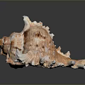 Detailed Animal Skin Organ With Thick Fur Hair And Natural Texture