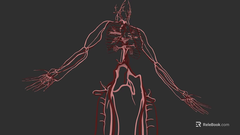 Human Vascular Organizational System Anatomical Illustration With Vein Artery Network 3d model 