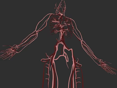 Human Vascular Organizational System Anatomical Illustration With Vein Artery Network 3d model