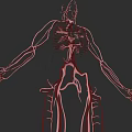 Human Vascular Organizational System Anatomical Illustration With Vein Artery Network