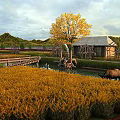Scenic Countryside Landscape Featuring Golden Fields Autumn Trees Wooden Bridge Watermill and Cottage