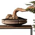 Bonsai Tree With Curved Trunk And Green Foliage In Ceramic Pot On Wooden Table