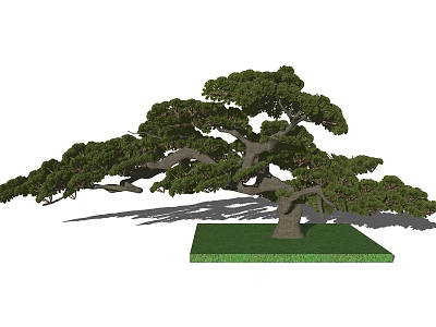Artistic Bonsai Tree as Garden Ornament with Curved Trunk Green Foliage and Square Base 3d model