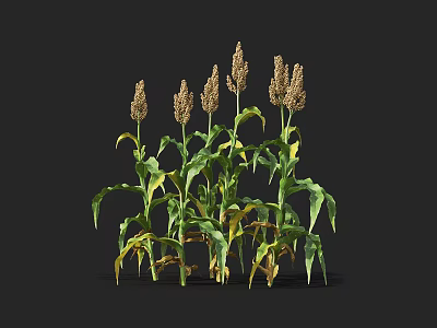 Sorghum Plants with Green Leaves and Brown Spikes Against Black Background 3d model
