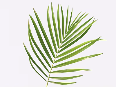 Single Fresh Green Tropical Palm Leaf Isolated On Light Background 3d model