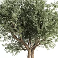 Garden Potted Olive Tree With Twisted Trunk And Lush Green Foliage
