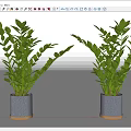 Two Potted Plants With Lush Green Leaves In Gray Pots With Golden Edges