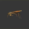 Cockroach With Orange And Black Body Long Antennae Shiny Exoskeleton