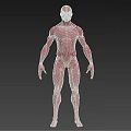 Medical Device Human Muscle Anatomy 3D Model Educational Visualization Tool 3d model
