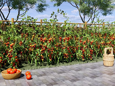 Modern Vegetable Garden Rural Vegetable Garden Rural Courtyard Vegetable Garden Bamboo Fence Fence Tomato Tomato Vegetable Cultivation Barrel 3d model